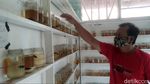 Bisnis Ikan Cupang Raup Omzet Jutaan Sehari