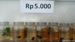 Bisnis Ikan Cupang Raup Omzet Jutaan Sehari