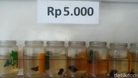 Ia juga mengatakan, kebanyakan pembeli yang datang merupakan penjual ikan cupang dadakan.
