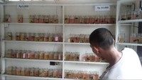 Sementara itu Deden Kurniawan (23) remaja asal Cidahu, Kuningan mengaku sejak awal pandemi dirinya mulai menjual ikan cupang. Awalnya Deden hanya hobi memelihara ikan cupang.