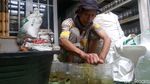 Bisnis Ikan Cupang Raup Omzet Jutaan Sehari