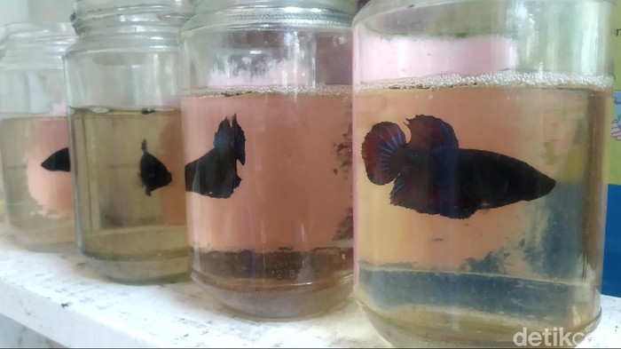 Bisnis Ikan Cupang Raup Omzet Jutaan Sehari Tren memelihara ikan cupang saat ini berdampak pada bisnis jual beli ikan cupang. Di Kuningan, Jabar misalnya penjual ikan cupang mengalami peningkatan omzet.