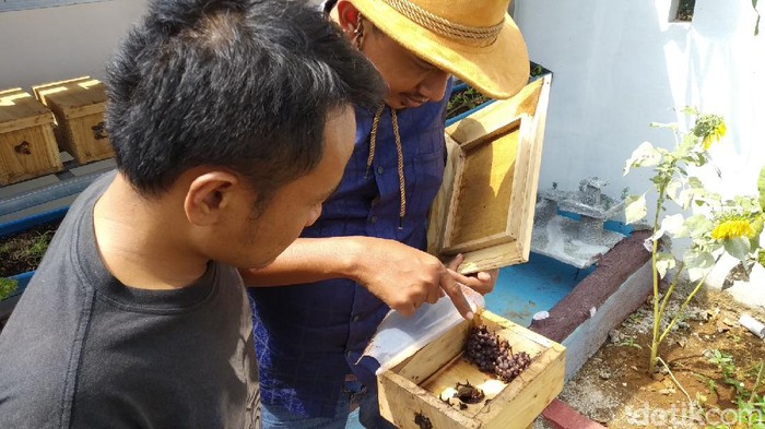Amar Thohir (37) melakukan budidaya lebah tetragonula leaviceps atau lebah teuweul di halaman belakang rumahnya yang terletak di Desa Bojong Kecamatan Kramatmulya.