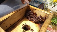 Budidaya lebah teuweul sendiri menurut Amar tidak diperlukan keahilan khusus. Yang terpenting katanya, disekitar tempat penyimpanan kotak yang berisi lebah harus banyak ditumbuhi tanaman bunga.  