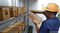 Menggunakan puluhan kotak kayu yang disimpan dalam rak-rak besi, Amar saat ini memiliki puluhan koloni lebah trigona yang sudah menghasilkan literan madu murni.  
