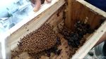 Dear Milenial, Budi Daya Lebah Tanpa Sengat Bisa Jadi Pilihan Usaha