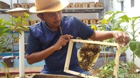 Ia kemudian mencoba untuk melakukan budidaya lebah tetragonula leaviceps atau lebah teuweul di halaman belakang rumahnya yang terletak di Desa Bojong Kecamatan Kramatmulya.  