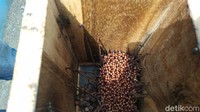Selain dapat menghasilkan madu yang bisa dijual, lebah teuweul dipilih Amar karena jenis lebah tersebut tidak menyengat manusia atau lebih dikenal dengan sebutan lebah tanpa sengat.  