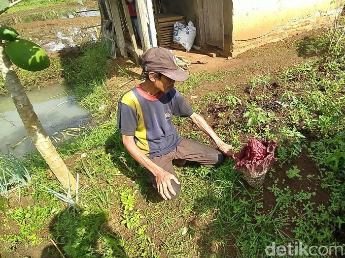 Bunga bangkai kembali muncul di Ciamis