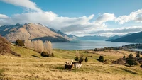 Deer Park Heights pertama kali dibuka pada tahun 1966 dan langsung menjadi atraksi populer. Adapun yang ditawarkan tempat ini adalah safari di lahan seluas 800 hektar dengan pemandangan terbaik di Selandia Baru yang terjal, danau, bukit, dan lembah yang menakjubkan. Selama 11 tahun terakhir, kawasan ini telah beroperasi sebagai peternakan rusa. (dok Deer Park Heights)