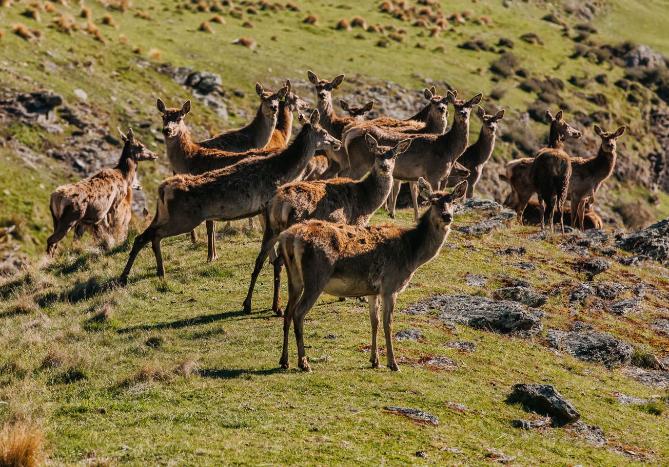 Deer Park Heights