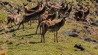 Deer Park Heights juga punya kawasan peternakan yang memungkinkan pengunjung untuk melihat rusa merah, kambing, kuda mini, llama, alpaka, keledai, dan babi Kunekune. Pengunjung dapat berkendara di sepanjang lima kilometer jalan yang mencakup tempat piknik dan 20 menit berjalan kaki dengan pemandangan 360 derajat dari pegunungan Wakatipu dan The Remarkables. (dok Deer Park Heights)