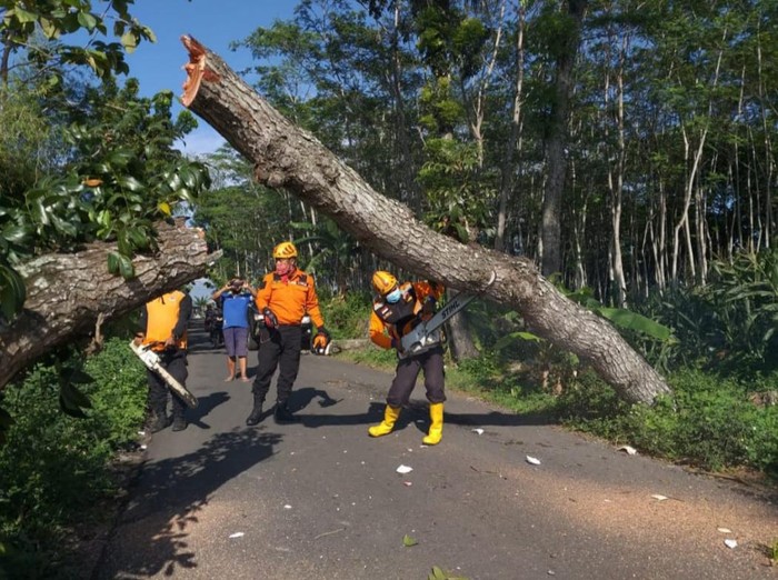 Evakuasi pohon tumbang di Jalan Candirejo-Pringapus, Kabupaten Semarang, Selasa (20/10/2020).