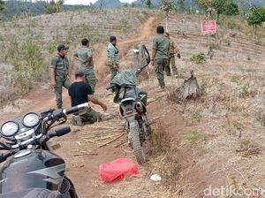 Puluhan Hektar Pohon di Lereng Wilis Gundul, Ini Kata Perhutani Kediri