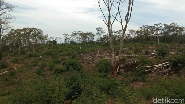 hutan di lereng kaki Gunung Wilis