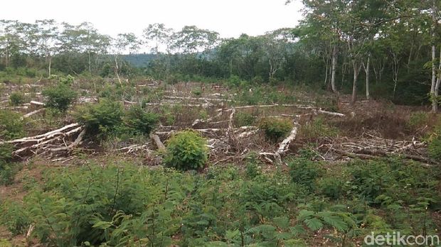 hutan di lereng kaki Gunung Wilis