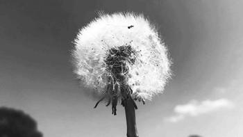 Pemenang kategori Young Black and White diriah Mollie Thorne. Foto: lpoty.co.uk