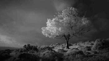 Pemenang kategori Black and Whhite diriah Neil Burnell. Foto: lpoty.co.uk