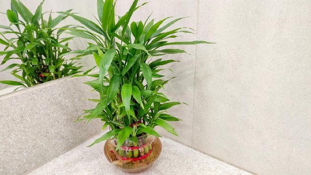 Green Lucky bamboo plant for decoration aka Dracaena Sanderiana  in Glass vase placed in front of mirror Selective focus.