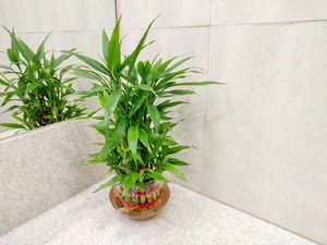 Bambu Keberuntungan, Tanaman Hias yang Disebut Bisa Datangkan Rezeki
