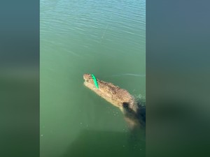 Video Viral! Mancing Ikan Malah Dapat Buaya Besar