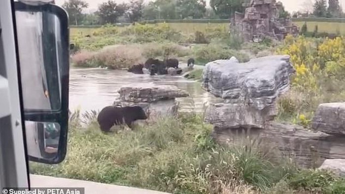 Penjaga Kebun Binatang di China tewas Diserang Beruang