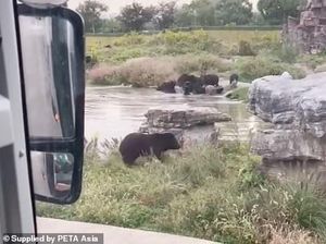 Kasihan, Penjaga Kebun Binatang di China Tewas Diserang Beruang