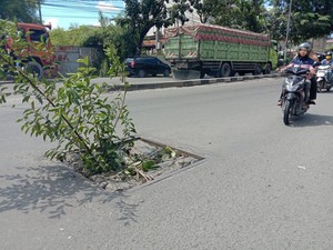 Cegah Pemotor Jatuh, Warga Tanam Pohon di Lubang Jalan Yos Sudarso Medan