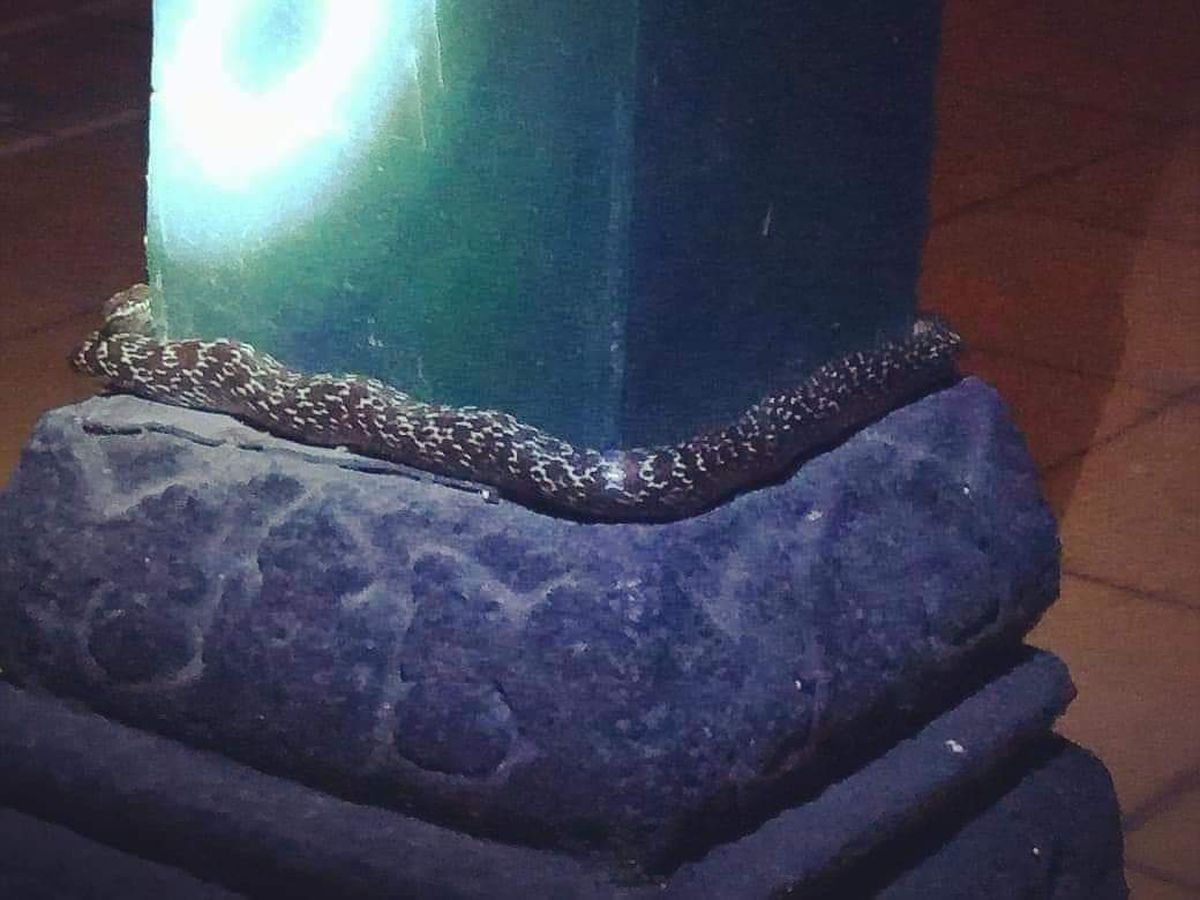 Bir yigit porno video tomosha qilmoqda Seksual qiz dumbalari