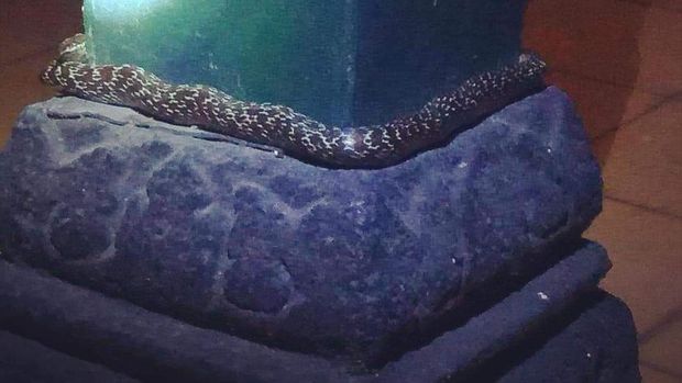 coiled snake on the pillar of the Yogya palace hall