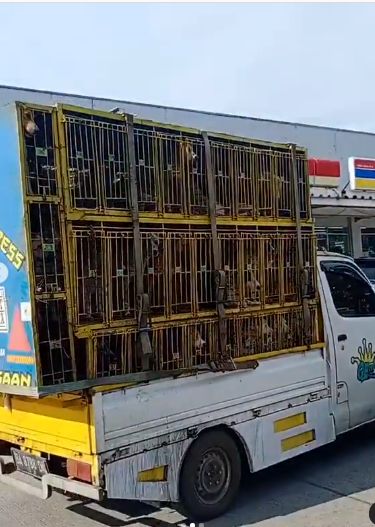 Viral! Puluhan Anjing Siap Dikirim ke Medan untuk Dijadikan Santapan