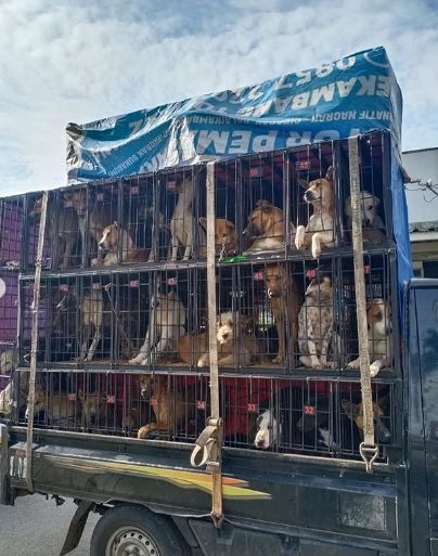 Viral! Puluhan Anjing Siap Dikirim ke Medan untuk Dijadikan Santapan