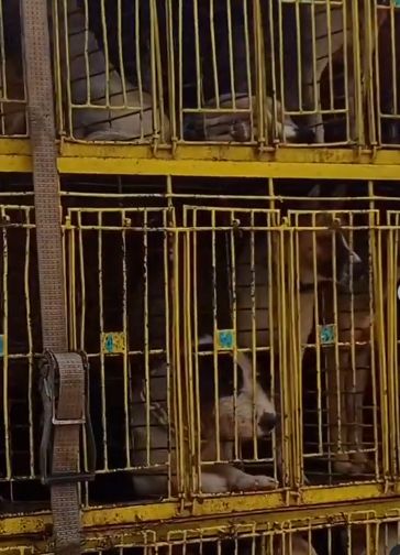 Viral! Puluhan Anjing Siap Dikirim ke Medan untuk Dijadikan Santapan