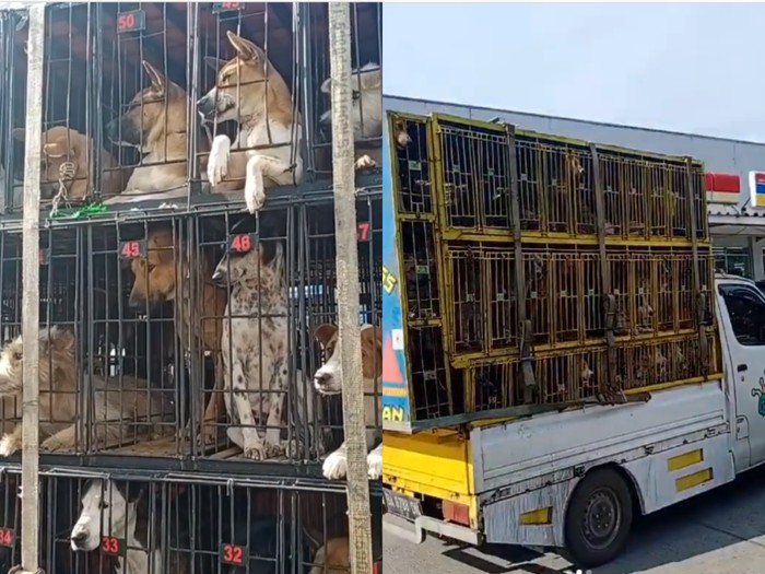 Anjing dikirim untuk jadi santapan Viral! Puluhan Anjing Siap Dikirim ke Medan untuk Dijadikan Santapan