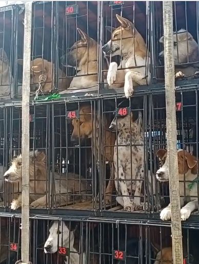 Viral! Puluhan Anjing Siap Dikirim ke Medan untuk Dijadikan Santapan