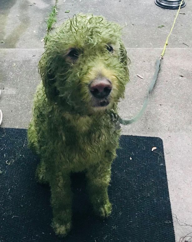Anjing guling-guling di rumput