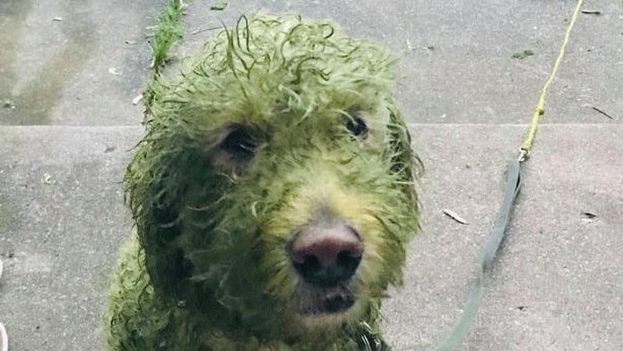 Anjing guling-guling di rumput