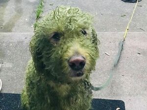Jangan Ajak Anjing Putih Jalan-jalan ke Lapangan, Nanti Jadi Begini