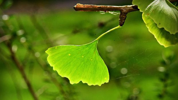 Gingko Biloba (Image by Mabel Amber from Pixabay)