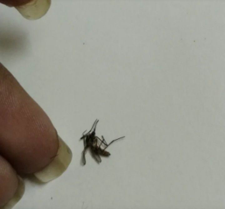 Hobi aneh mengoleksi nyamuk mati.