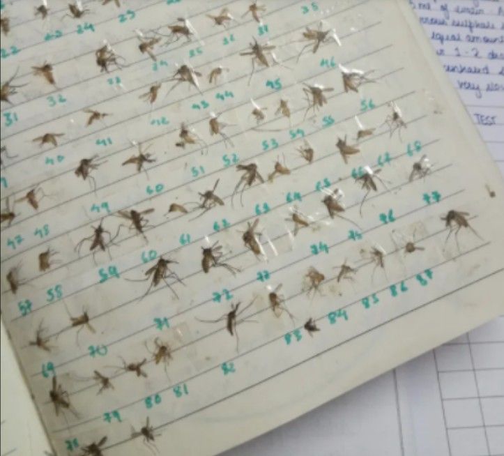 Hobi aneh mengoleksi nyamuk mati.