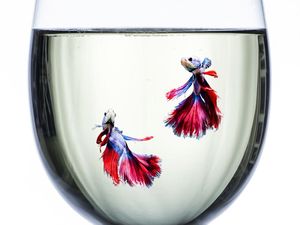 Ini Makanan Ikan Cupang Agar Sehat dan Cepat Besar, Jangan Salah Beli