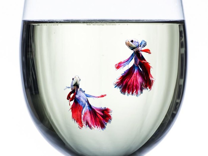 Ikan Cupang Red Blue halfmoon fighting fishs in wine glass