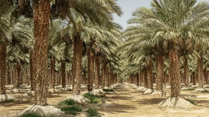 date palms growing in a plantation near the dead sea in israel