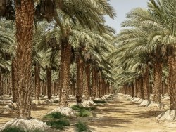 Wow! Biji Kurma Kuno Berusia 2.000 Tahun Bisa Tumbuh Lagi