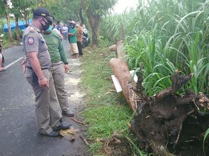 Coba Hindari Pohon Tumbang, Biker Tulungagung Ini Tewas Terjatuh