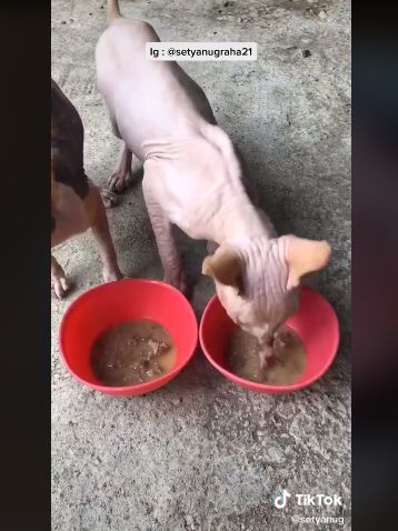 Sultan! Kucing Ini Diberi Makan Daging Sirloin Setiap Hari