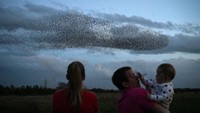 Selain itu, migrasi besar-besaran itu merupakan cara para burung jalak untuk melindungi diri dari serangan predator lain dan juga tetap membuat diri mereka hangat saat bermigrasi bersama-sama.  