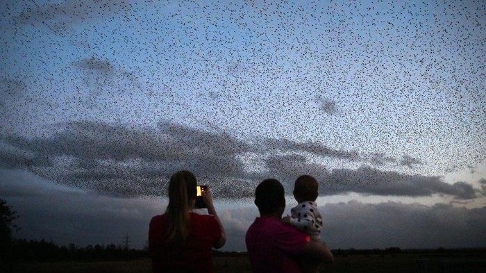 GRETNA, SCOTLAND - OCTOBER 20: Starlings put on a display as they gather in murmurations on October 20, 2020 in Gretna, Scotland. It is thought that starlings flock together in large groups for various reasons such as flocking together makes it difficult for predators to target a single bird, it also keeps them warm. They gather over their autumn roosting site just before dusk and perform their acrobatic whirling motions before setting down for the evening. (Photo by Jeff J Mitchell/Getty Images)