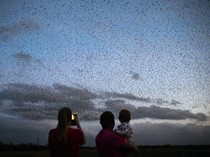 Mantap! Lombok Titik Penting Migrasi Burung Dunia